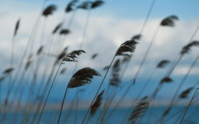 Vivre le monde BANI : leadership, communication et reliance